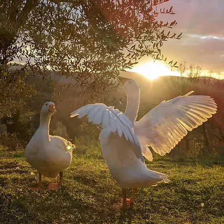 Siena House 酒店 *